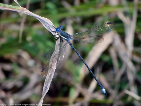 A Great Spreadwing damselfly (Archilestes grandis) spotted at Huntley Meadows Park, Fairfax County, Virginia USA. This individual is a male.