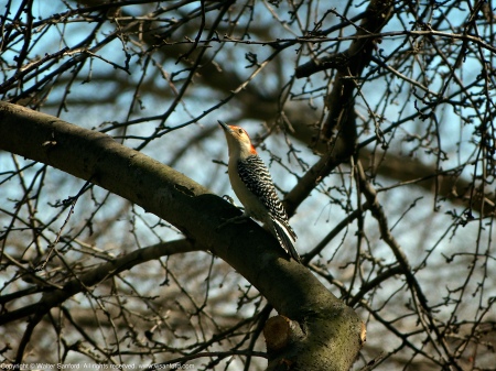 A Red-bellied Woodpecker (Melanerpes carolinus) spotted at River Towers Condominiums, Fairfax County, Virginia USA. This individual is probably a male.