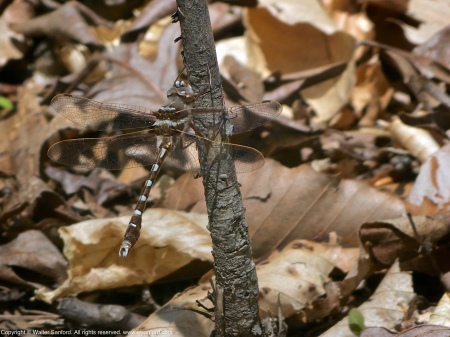 A Stream Cruiser dragonfly (Didymops transversa) spotted at Accotink Bay Wildlife Refuge, Fairfax County, Virginia USA. This individual is a male.