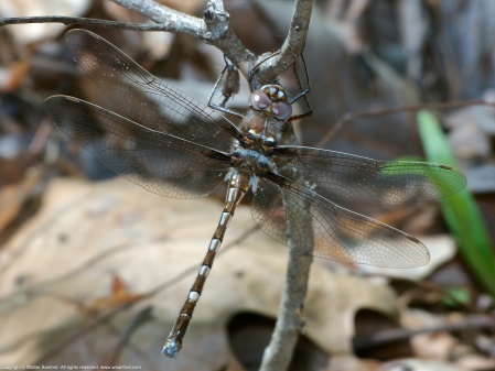 A Stream Cruiser dragonfly (Didymops transversa) spotted at Accotink Bay Wildlife Refuge, Fairfax County, Virginia USA. This individual is a female.