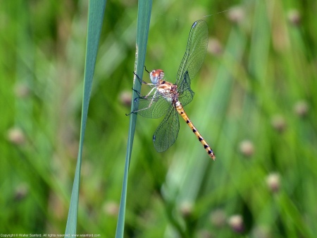 A Blue-faced Meadowhawk dragonfly (Sympetrum ambiguum) spotted at Huntley Meadows Park, Fairfax County, Virginia USA. This individual is a teneral female with a malformed wing.