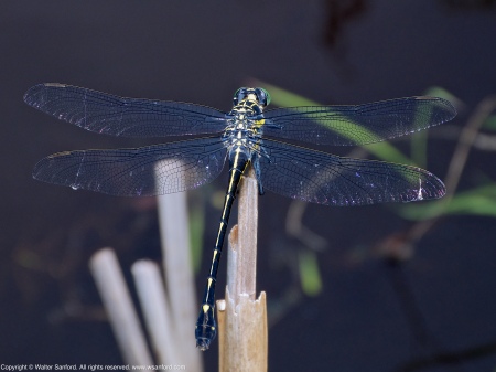A Dragonhunter dragonfly (Hagenius brevistylus) spotted at Hidden Pond, Meadowood Recreation Area, Fairfax County, Virginia USA. This individual is a female.