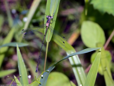 A Slender Spreadwing damselfly (Lestes rectangularis) spotted at Huntley Meadows Park, Fairfax County, Virginia USA. This individual is a young male.