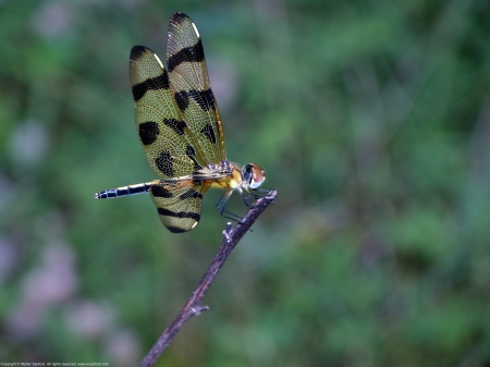 A Halloween Pennant dragonfly (Celithemis eponina) spotted at Huntley Meadows Park, Fairfax County, Virginia USA. This individual is a female.