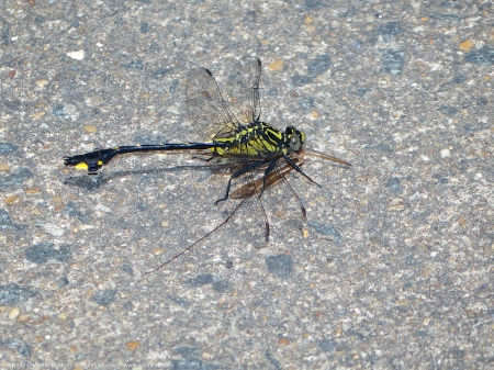 A Cobra Clubtail dragonfly (Gomphus vastus) spotted at Riverbend Park, Fairfax County, Virginia USA. This individual is a male, eating a Crane Fly.