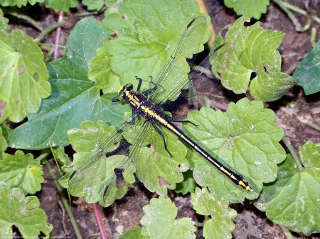 A Black-shouldered Spinyleg dragonfly (Dromogomphus spinosus) spotted along the Potomac River at Riverbend Park, Fairfax County, Virginia USA. This individual is a female.
