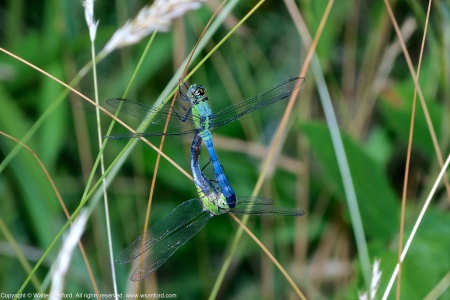 A mating pair of Eastern Pondhawk dragonflies (Erythemis simplicicollis) spotted at Hidden Pond, Meadowood Recreation Area. Fairfax County, Virginia USA. This pair is "in wheel." The female is infested with water mites.