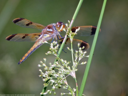 A Painted Skimmer dragonfly (Libellula semifasciata) spotted at Huntley Meadows Park, Fairfax County, Virginia USA. This individual is a male.