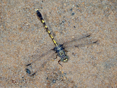 A Common Sanddragon dragonfly (Progomphus obscurus) spotted along Dogue Creek at Wickford Park, Fairfax County, Virginia USA. This individual is a male.