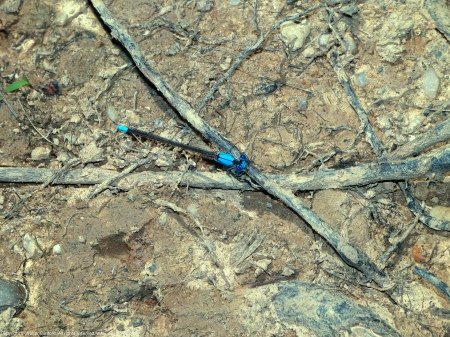 A Blue-fronted Dancer damselfly (Argia apicalis) spotted at Mulligan Pond, Jackson Miles Abbott Wetland Refuge, Fairfax County, Virginia USA. This individual is a male.