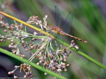An Autumn Meadowhawk dragonfly (Sympetrum vicinum) spotted at Huntley Meadows Park, Fairfax County, Virginia USA. This individual is a teneral female.