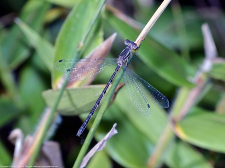 A Southern Spreadwing damselfly (Lestes australis) spotted at Huntley Meadows Park, Fairfax County, Virginia USA. This individual is a female.