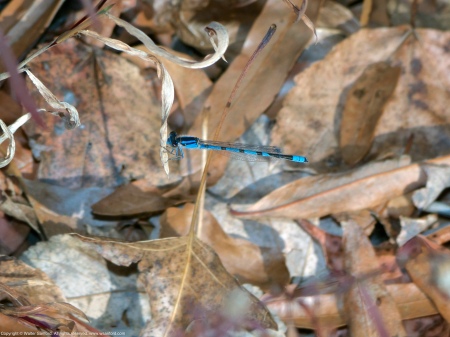 A Familiar Bluet damselfly (Enallagma civile) spotted at Huntley Meadows Park, Fairfax County, Virginia USA. This individual is a male.