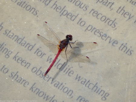 An Autumn Meadowhawk dragonfly (Sympetrum vicinum) perching on signage at Huntley Meadows Park, Fairfax County, Virginia USA. This individual is a male.