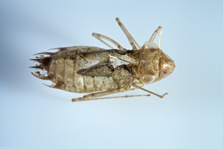 A dragonfly exuvia (Tramea carolina) collected at Mason Neck West Park, Fairfax County, Virginia USA.