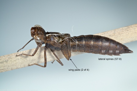 A dragonfly exuvia from the Family Aeshnidae (Darners), collected at Hidden Pond, Meadowood Recreation Area, Fairfax County, Virginia USA. This individual is Anax junius.
