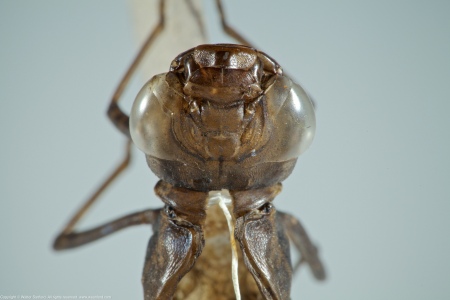 A dragonfly exuvia from the Family Aeshnidae (Darners), collected at Hidden Pond, Meadowood Recreation Area, Fairfax County, Virginia USA. This individual is Anax junius.