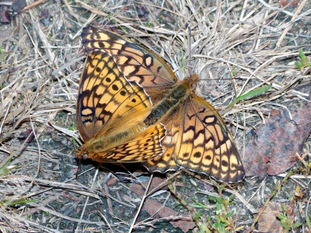 A mating pair of Variegated Fritillary butterflies (Euptoieta claudia) spotted near Mulligan Pond at Jackson Miles Abbott Wetland Refuge, Fairfax County, Virginia USA.
